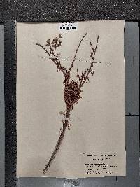 Quercus prinoides image