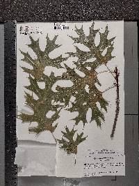 Quercus shumardii image