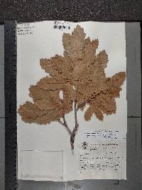 Quercus chihuahuensis image