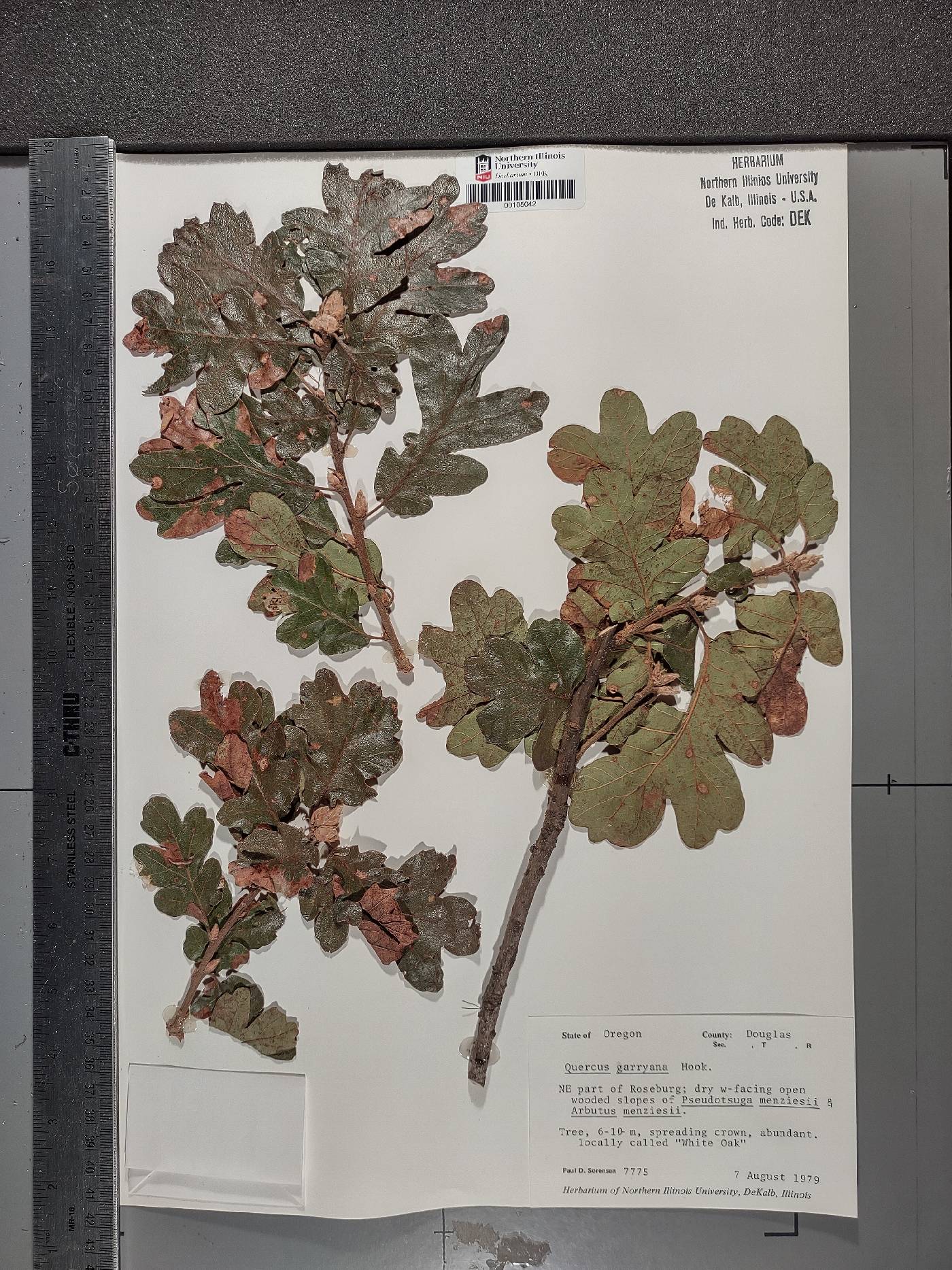 Quercus garryana image