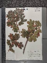 Quercus garryana image