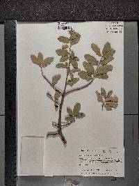 Quercus grisea image