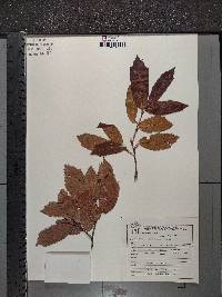 Quercus laurina image