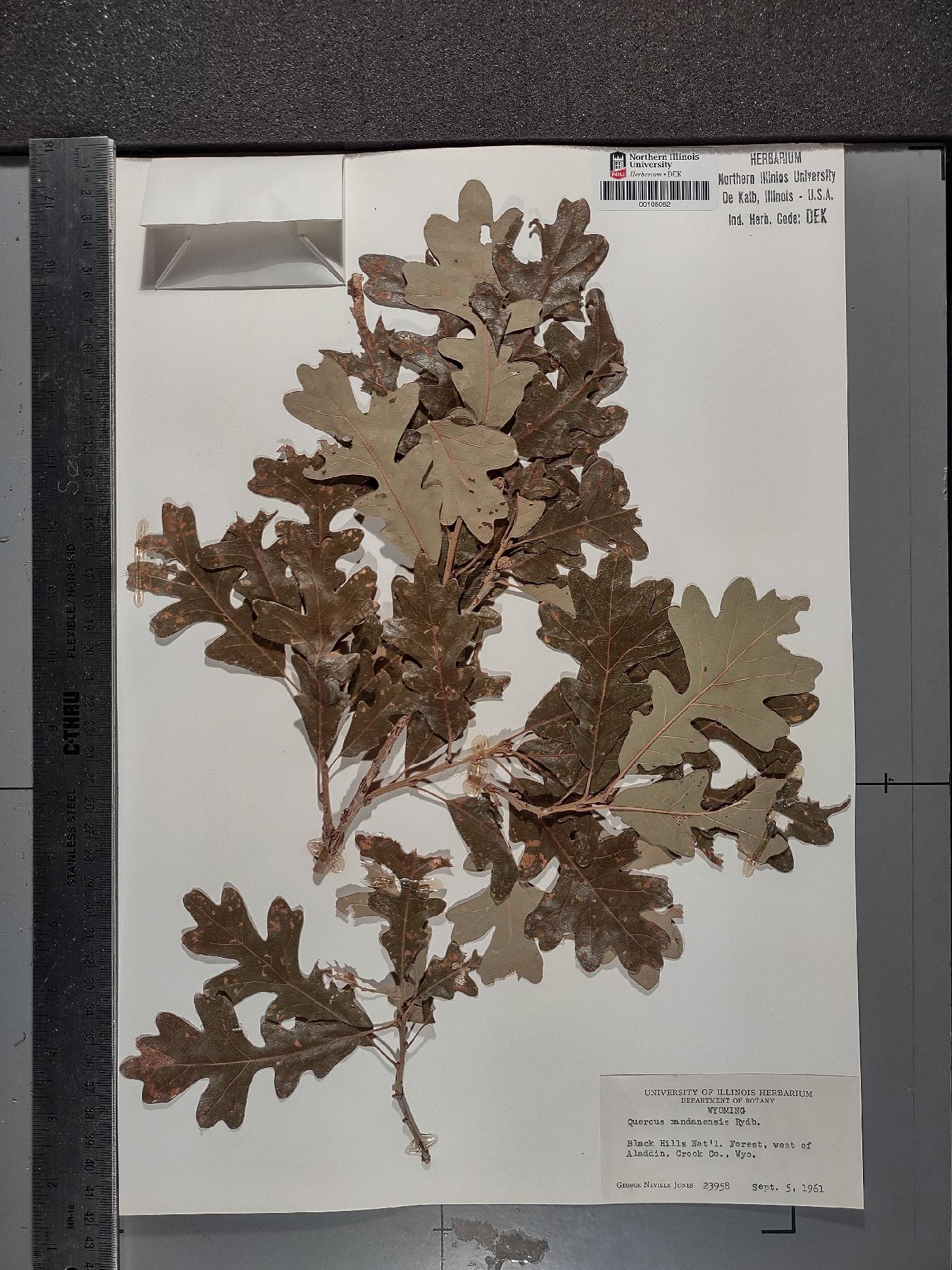 Quercus macrocarpa var. depressa image