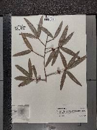 Quercus phellos image
