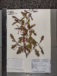 Quercus robur image