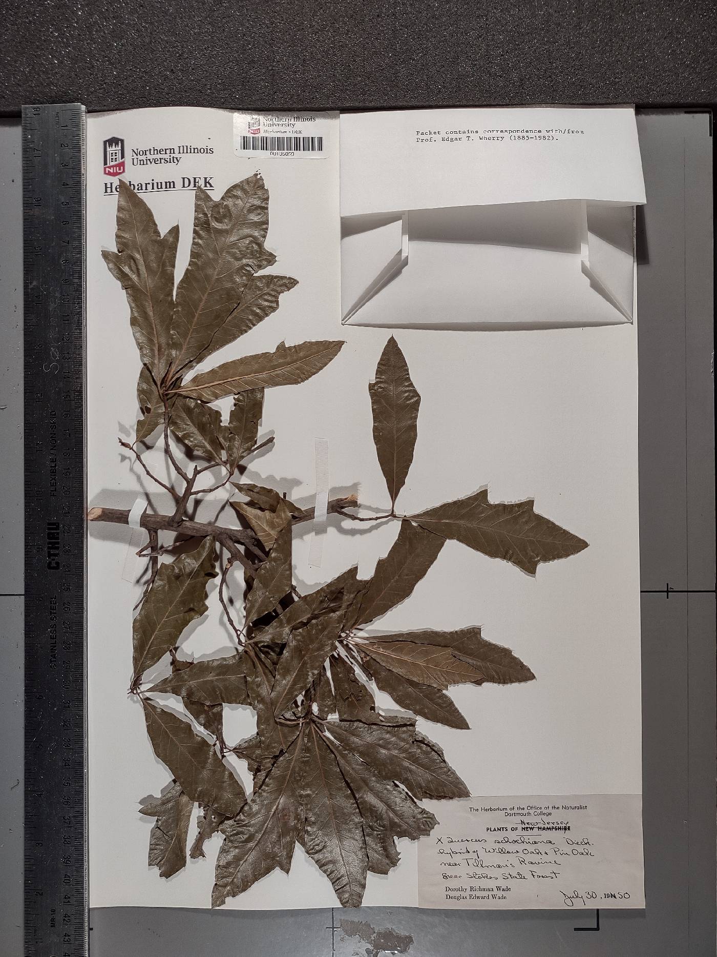 Quercus × schochiana image