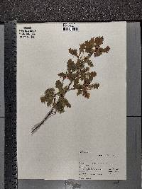 Quercus robur image