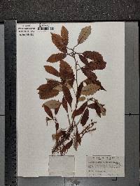 Quercus aliena image