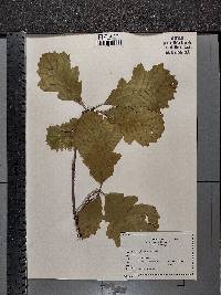 Quercus × deamii image