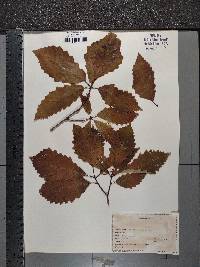 Quercus montana image