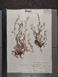 Corydalis aurea image