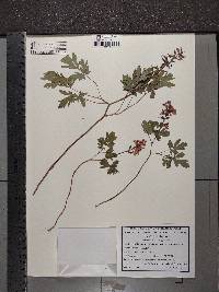 Corydalis cava image