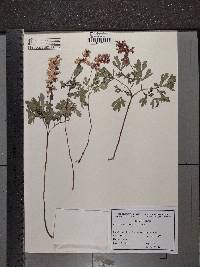 Corydalis cava image