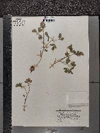 Corydalis pumila image