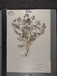 Fumaria officinalis image