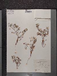 Fumaria officinalis image