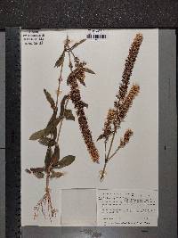 Coutoubea spicata image