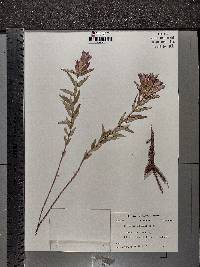 Gentiana saponaria image