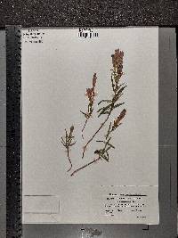 Gentiana pneumonanthe image