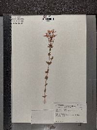 Sabatia angularis image