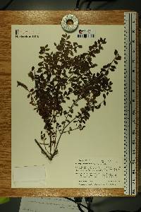 Kalmia buxifolia image