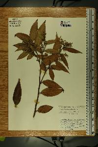 Leucothoe axillaris image