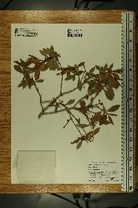 Lyonia ferruginea image