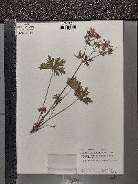 Geranium viscosissimum image