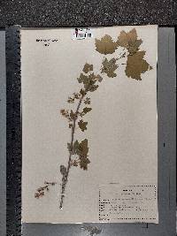 Ribes americanum image