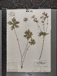 Geranium viscosissimum image