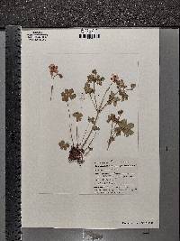 Geranium viscosissimum image