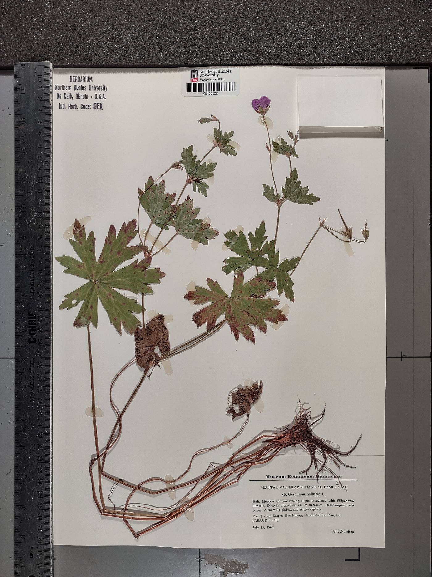 Geranium palustre image