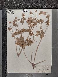 Geranium caespitosum image