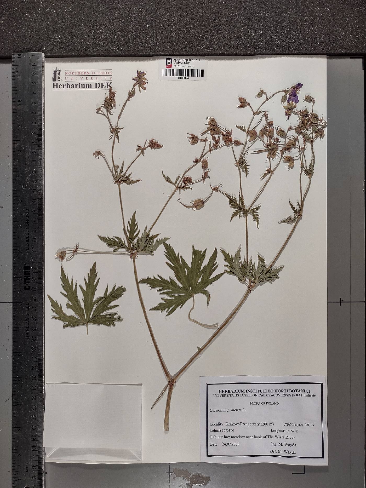 Geranium pratense image