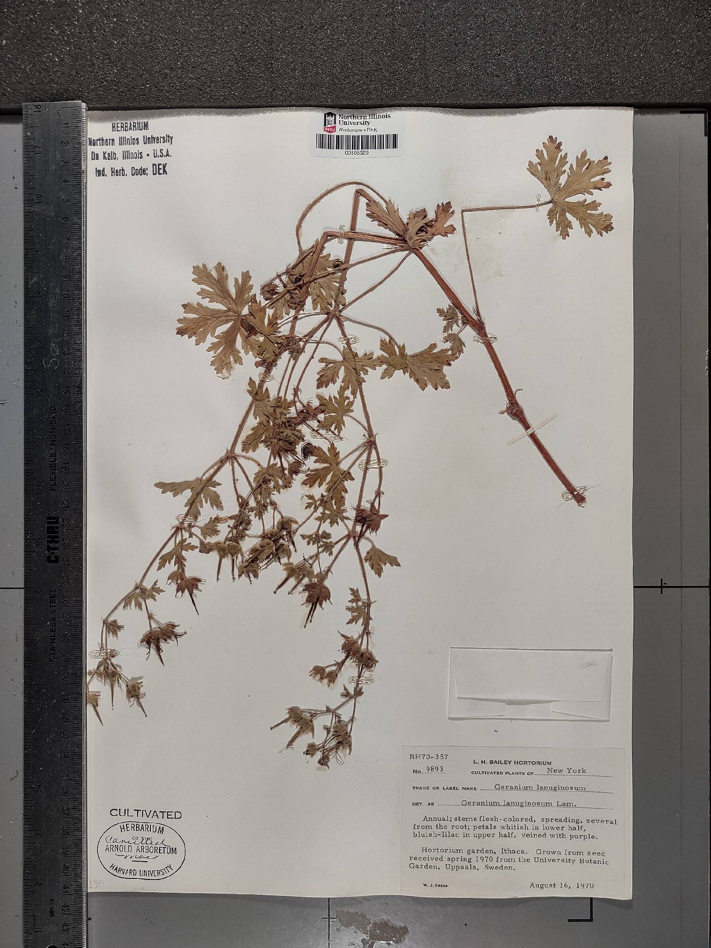 Geranium lanuginosum image