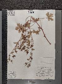 Geranium lanuginosum image