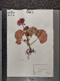 Pelargonium acetosum image