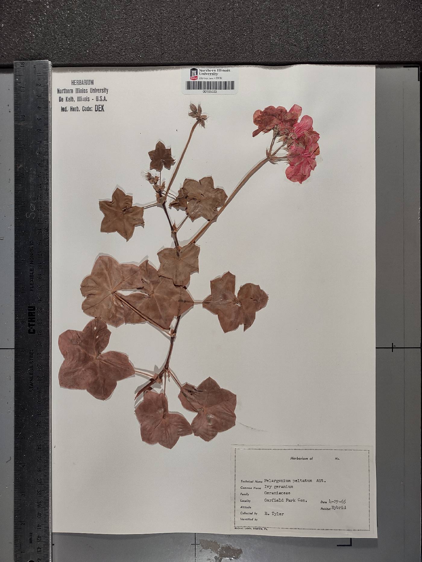 Pelargonium peltatum image