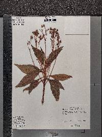 Rhytidophyllum exsertum image