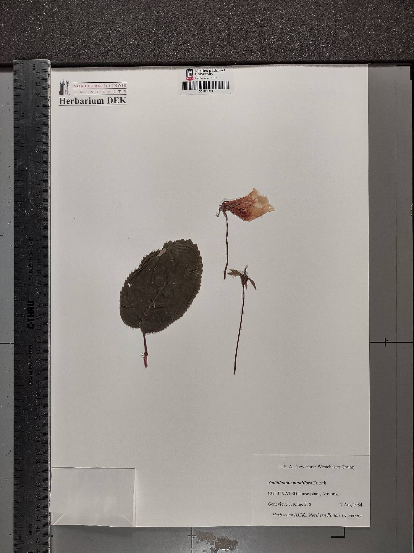 Smithiantha multiflora image