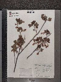 Ribes americanum image