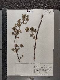 Ribes americanum image