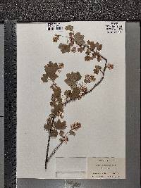 Ribes americanum image