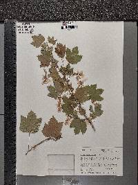 Ribes americanum image