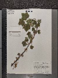 Ribes americanum image