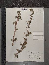 Ribes missouriense image