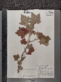 Ribes americanum image