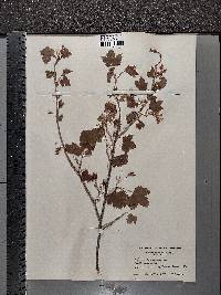 Ribes americanum image