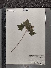 Ribes americanum image